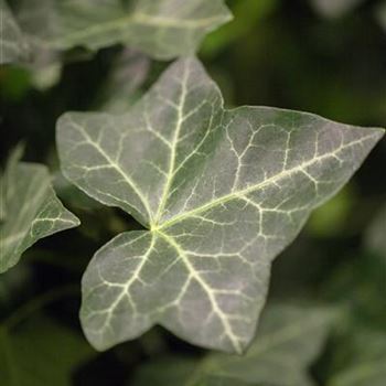 Hedera helix ssp. hibernica