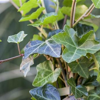 Hedera helix ssp. hibernica