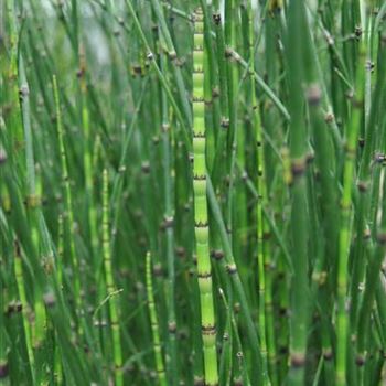 Equisetum hyemale 'Variegata'