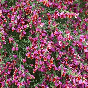 Cytisus scoparius 'Burkwoodii'