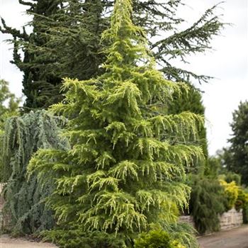 Cedrus deodara