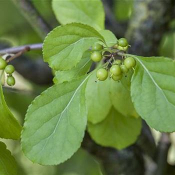 Celastrus orbiculatus