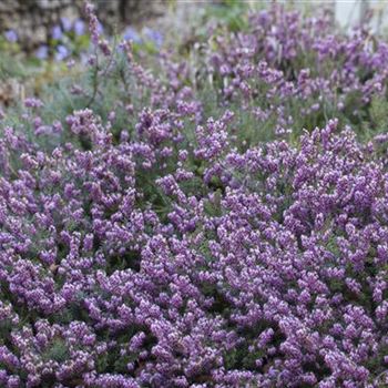 Erica carnea