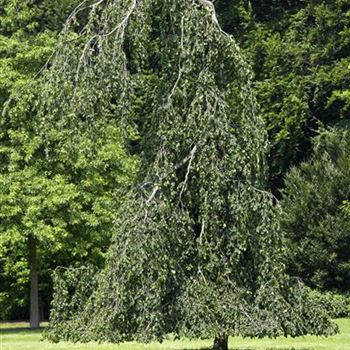 Fagus sylvatica 'Pendula'