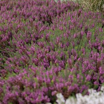 Erica carnea