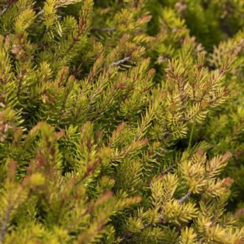 Erica carnea