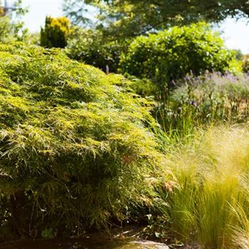 Acer palmatum 'Dissectum'