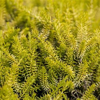 Erica carnea