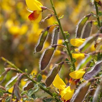 Cytisus scoparius