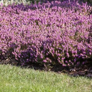 Erica carnea 'Tanja'