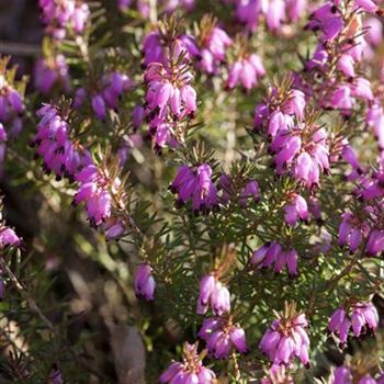 Erica carnea