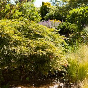 Acer palmatum 'Dissectum'