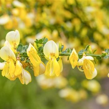 Cytisus scoparius