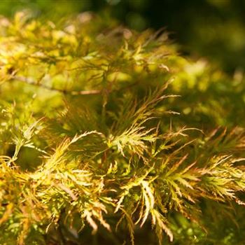 Acer palmatum 'Dissectum'