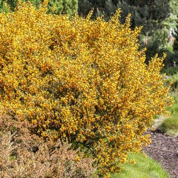 Cytisus scoparius