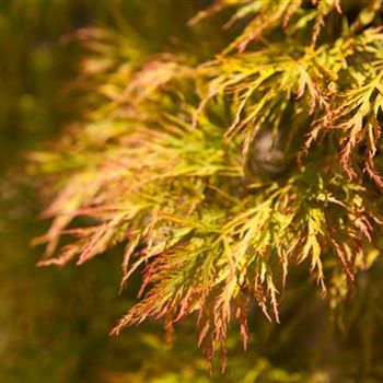 Acer palmatum 'Dissectum'