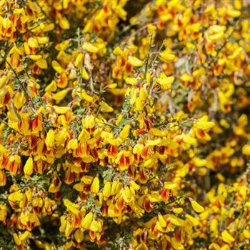 Cytisus scoparius