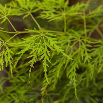 Acer palmatum 'Dissectum'