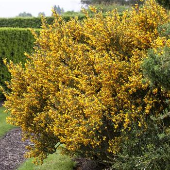 Cytisus scoparius