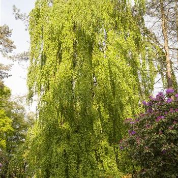 Fagus sylvatica 'Pendula'