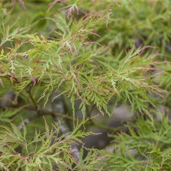 Acer palmatum 'Dissectum'