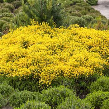 Cytisus x beanii