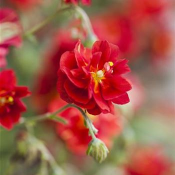 Helianthemum 'Rubin'