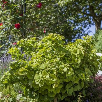 Ginkgo biloba 'Mariken'