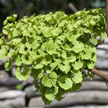 Ginkgo biloba 'Mariken'