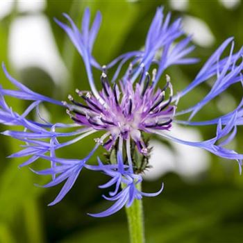 Centaurea montana 'Grandiflora'