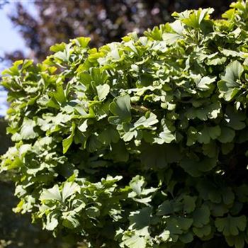 Ginkgo biloba 'Mariken'