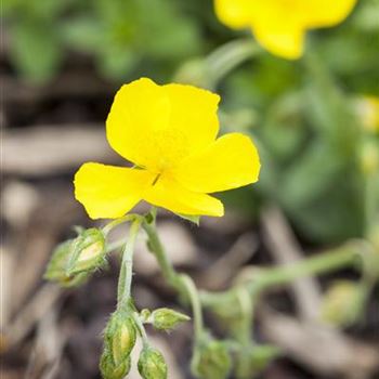 Helianthemum nummularium 'Sterntaler'