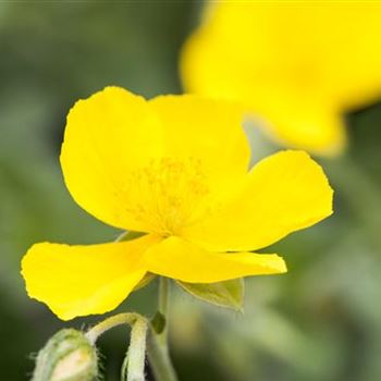 Helianthemum nummularium 'Sterntaler'