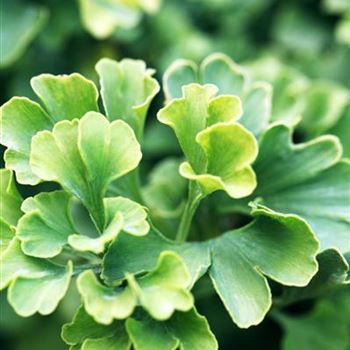 Ginkgo biloba 'Mariken'