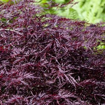 Acer palmatum 'Dissectum Garnet'