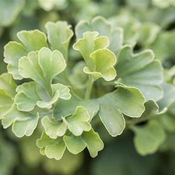 Ginkgo biloba 'Mariken'