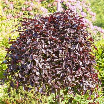 Fagus sylvatica 'Purpurea Pendula'