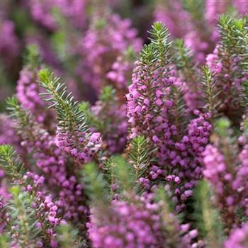 Erica vagans 'Mrs. D. F. Maxwell'