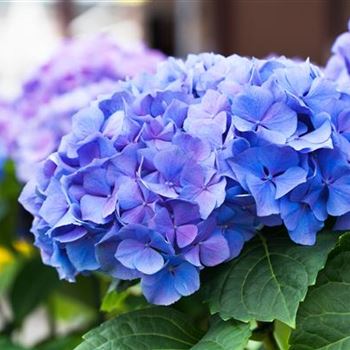 Hydrangea macrophylla 'Early Blue'(s)