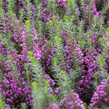 Erica vagans 'Mrs. D. F. Maxwell'