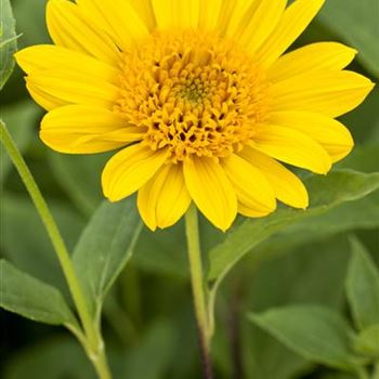 Helianthus decapetalus 'Capenoch Star'