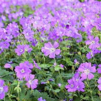 Geranium gracile 'Sirak'