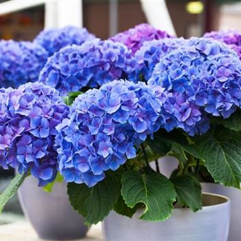 Hydrangea macrophylla 'Early Blue'(s)