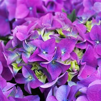 Hydrangea macrophylla 'Early Blue'(s)