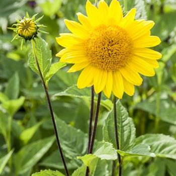 Helianthus decapetalus 'Capenoch Star'