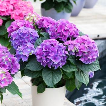 Hydrangea macrophylla 'Early Blue'(s)