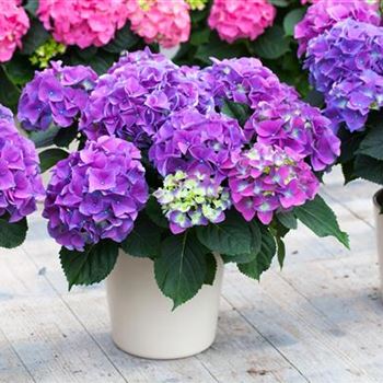 Hydrangea macrophylla 'Early Blue'(s)