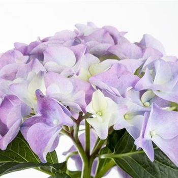 Hydrangea macrophylla 'Early Blue'(s)