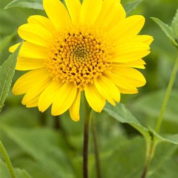 Helianthus decapetalus 'Meteor'