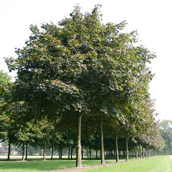 APSC_Sol_baum_7xv_40070700_R-HA16_2_03_09_04_115.jpg